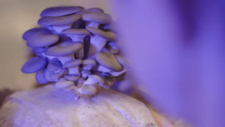 Fungi