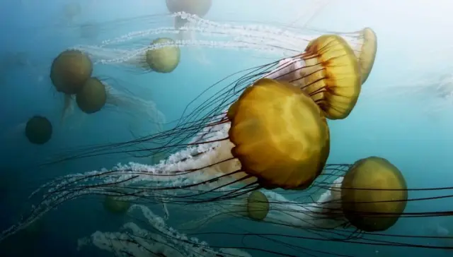Moving Art: Underwater
