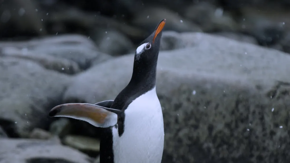Antarctica